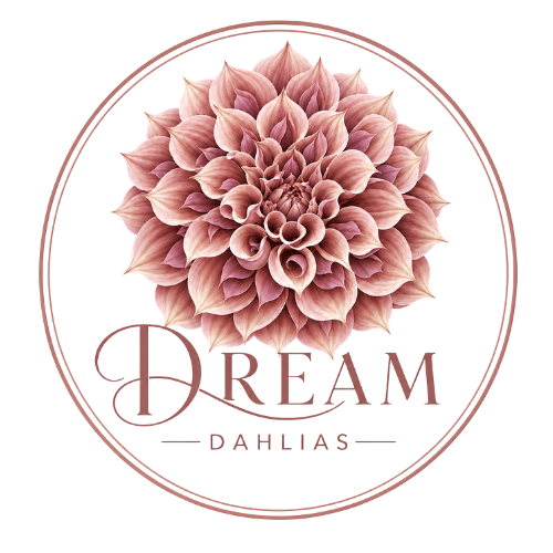 Dream Dahlias